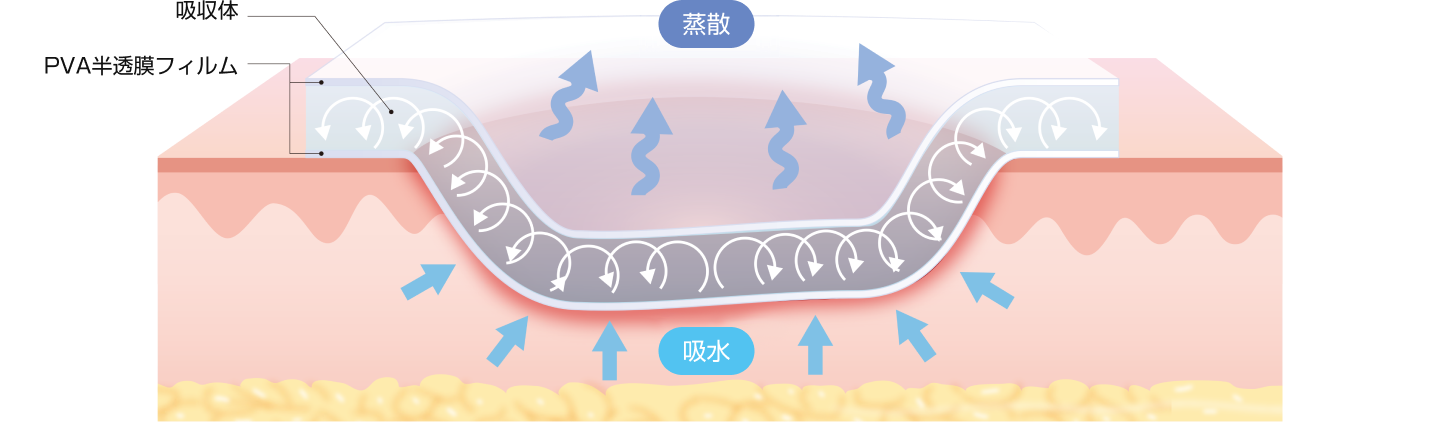 給水と蒸散のイメージ