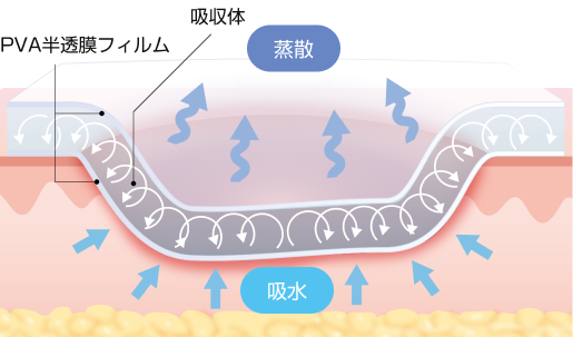 給水と蒸散のイメージ